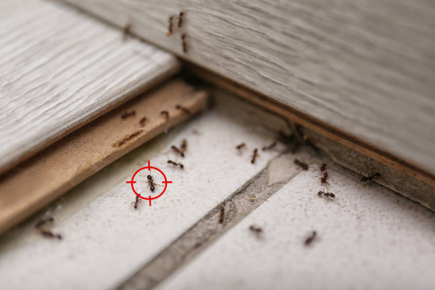 Pest Control for Restaurants in Cayucos, CA