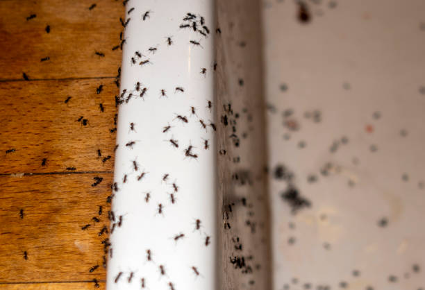 Best Ant Control Services  in Yucos, CA
